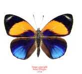 Asterope markii davisi (Peru)